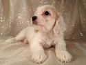 Male Tan and white Cockapoo Born August 2, 2012